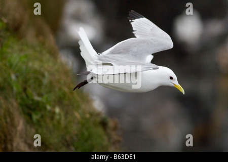 Kittiwake - Rissa Tridactyla im Flug Stockfoto