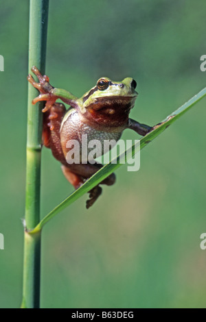 Europäische Treefrog, gemeinsame Treefrog (Hyla Arborea) klettern auf reed Stockfoto