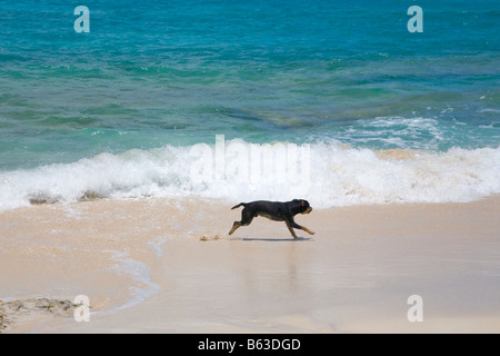 Hund spielen am Gewässerrand Stockfoto
