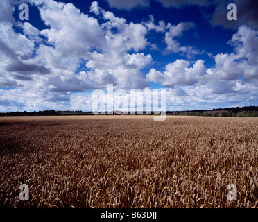 Ein Weizenfeld unter einem Sommerhimmel in Naizin bei Pontivy, Bretagne, Frankreich. Stockfoto