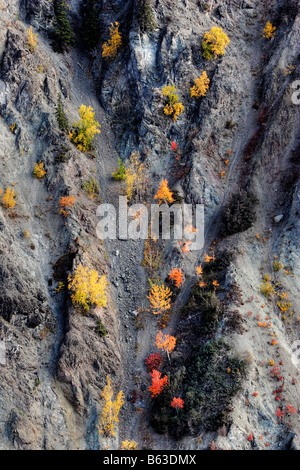 Herbst farbige Bäume am Berg in British Columbia Stockfoto