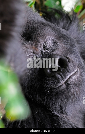 Mountain Gorilla Gorilla Beringei schlafen schlafen schlafen, ausruhen, ruhen im Parc Nationale des Vulkane währenddessen Stockfoto