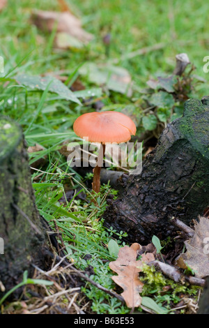 Die Betrüger Lacktrichterling Laccata Pilze Fruchtkörper wachsen neben Baumstümpfe Stockfoto