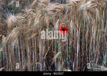 Gemeinsamen roten Mohn, Klatschmohn, Feld Mohn, Flandern Mohn (Papaver Rhoeas), Blüte im Maisfeld. Stockfoto