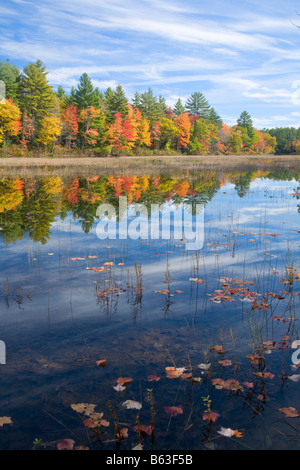 Herbst Bäume am Ufer des Flusses Haverhill, Maine, New England, USA. Stockfoto