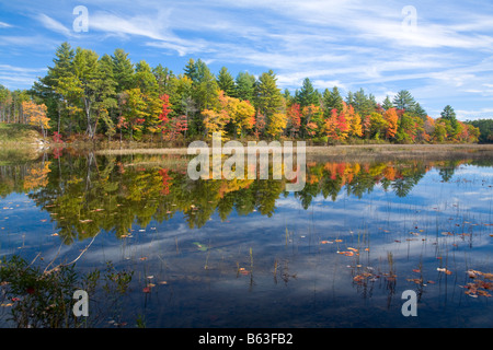 Herbst Bäume am Ufer des Flusses Haverhill, Maine, New England, USA. Stockfoto