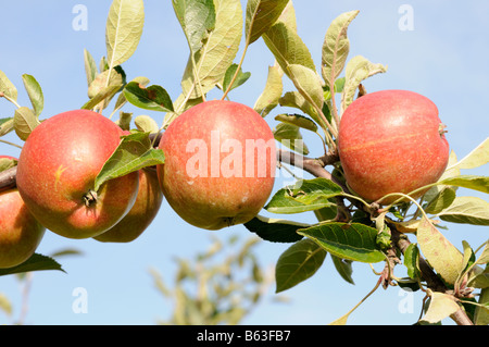 Reife Äpfel bin Zweig Altes Land Niedersachsen Deutschland reife Äpfel auf einem Ast Altes Land Niedersachsen Deutschland Stockfoto