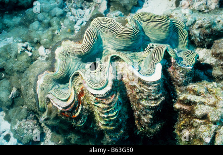 Große Riesenmuschel. Seepocken. Muscheln. Tridacnidae. Tridacna Maxima. Marine Unterwasserwelt der Malediven. Stockfoto