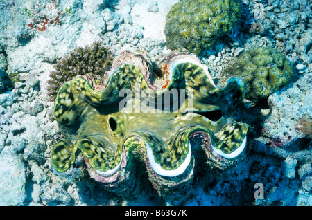 Große Riesenmuschel. Muscheln. Tridacnidae. Tridacna Maxima. Marine Unterwasserwelt der Malediven. Stockfoto