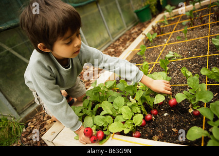 Sechs Jahre alte junge sammelt Radieschen aus biologischem Anbau in einem Quadratfuß-Garten Stockfoto