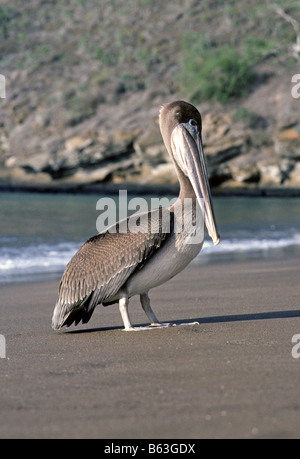 Porträt von einem braune Pelikan Pelecanus Occidentalis seltene und gefährdete auf den Galapagos Inseln Stockfoto