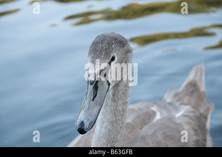 Eines der vier jungen Cygnets in der Studley Royal Water Garden, Ripon Stockfoto