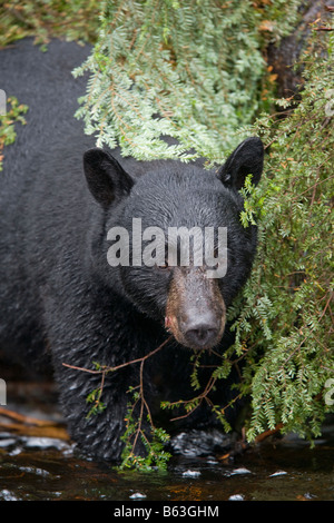 USA Alaska Kake Schwarzbär Ursus Americanus Angeln zum Laichen Chum Salmon in Gunnuk Creek Stockfoto