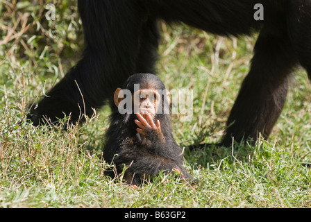 Neugeborenen gemeinsame Schimpanse, Pan Troglodytes, Laikipia Sweetwaters Privat RESERVE Kenia Afrika Stockfoto