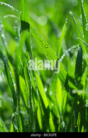 Gräser mit Tröpfchen. Triticum vulgare Stockfoto