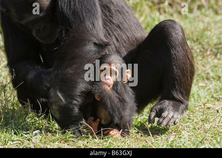 Neugeborenen gemeinsame Schimpanse, Pan Troglodytes, Laikipia Sweetwaters Privat RESERVE Kenia Afrika Stockfoto