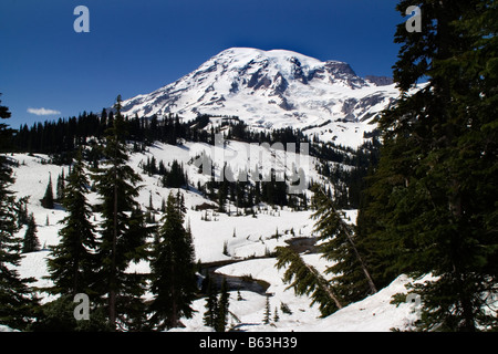 Mount Rainier National Park Paradise Valley Schnee im Juni an einem klaren Tag Stockfoto