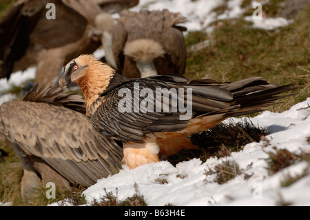 Bartgeier oder Bartgeier sollten Barbatus, Erwachsene im Schnee fotografiert in den französischen Pyrenäen Stockfoto