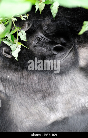 Mountain Gorilla Gorilla Beringei schlafen schlafen schlafen, ausruhen, ruhen im Parc Nationale des Vulkane währenddessen Stockfoto