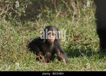 Neugeborenen gemeinsame Schimpanse, Pan Troglodytes, Laikipia Sweetwaters Privat RESERVE Kenia Afrika Stockfoto