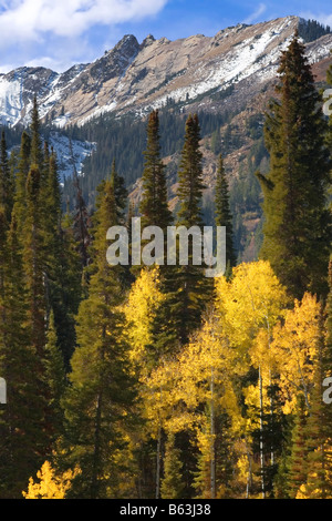 Gelbe Espen und grünen Fichten auf der Höhe der Herbst an der Mündung des Cardiff Gabel im Big Cottonwood Canyon Teil der W Stockfoto