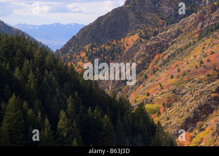 Pappeln, Ahorn und Fichten auf dem Höhepunkt des Herbstes in Big Cottonwood Canyon Bestandteil der Wasatch Mountains im nördlichen U Stockfoto