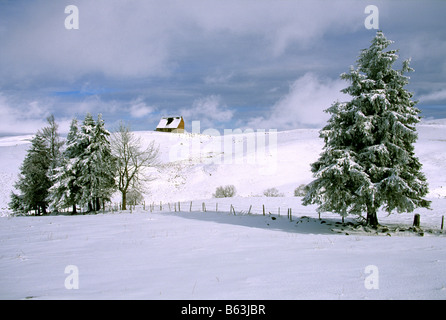 Winterschneelandschaft - Tannen im Schnee Stockfoto
