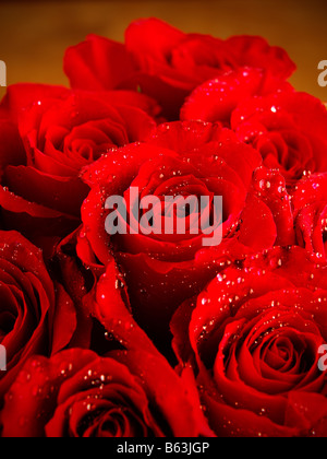 Ein Farbbild Farbe ein Dutzend rote Rosen Stockfoto