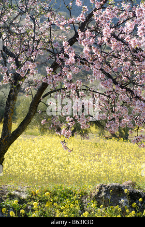 Frühling rosa Mandelblüten und gelbe Wildblumen. Stockfoto