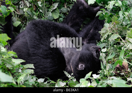 Mountain Gorilla Gorilla Beringei schlafen schlafen schlafen, ausruhen, ruhen im Parc Nationale des Vulkane währenddessen Stockfoto