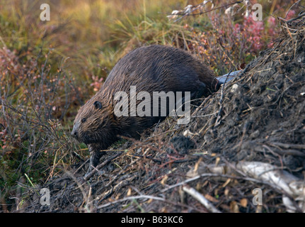 USA Alaska Denali Nationalpark Biber Castor Canadensis hinzufügen von Schlamm, einzureichen an Herbstabend entlang Wonder Lake gebaut. Stockfoto