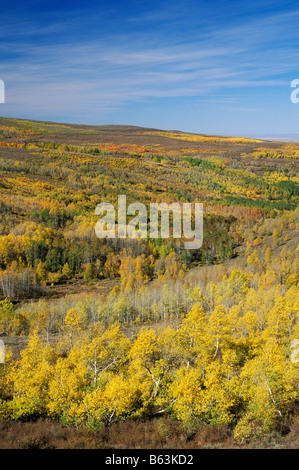 Espe Bäume im Herbst bei Jackman Parkanlage Steens Mountain Ost-Oregon Stockfoto