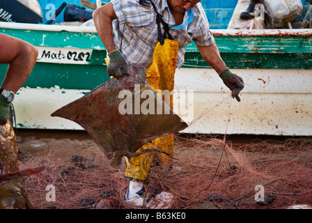 Mexikanische Fischer Art und Metzger Fang des Bat Strahlen Myliobatis Californica vom Meer von Cortez San Felipe Baja California Mexiko Stockfoto