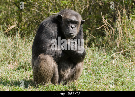 Gemeinsame Schimpanse Pan Troglodytes, Laikipia Sweetwaters Privat RESERVE Kenia Afrika Stockfoto