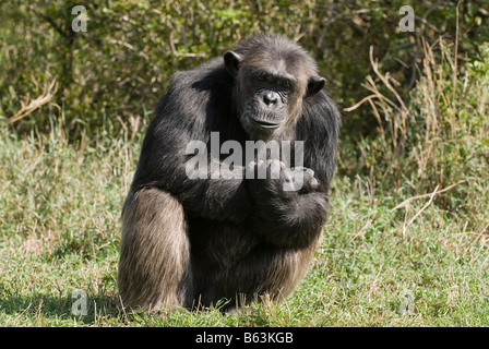 Gemeinsame Schimpanse Pan Troglodytes, Laikipia Sweetwaters Privat RESERVE Kenia Afrika Stockfoto