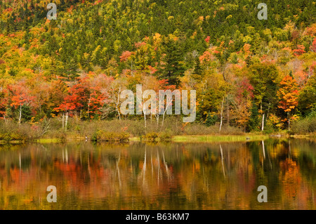 Herbstfärbung um Willey Teich Crawford Notch State Park Route 302 weißen Berge New Hampshire USA Vereinigte Staaten von Amerika Stockfoto