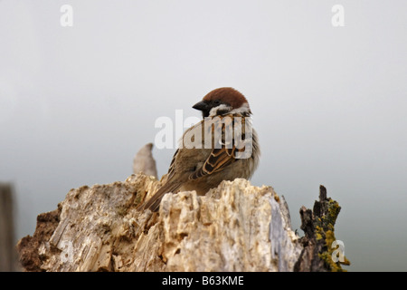 Feldsperling Passer Montanus Tree Sparrow Stockfoto