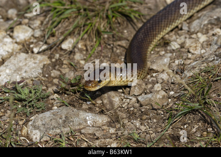 Aesculapian Schlange Äskulapnatter Zamenis Longissimus bieten longissima Stockfoto