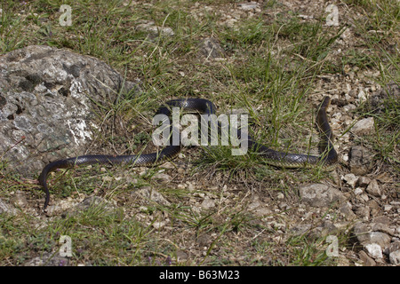 Aesculapian Schlange Äskulapnatter Zamenis Longissimus bieten longissima Stockfoto