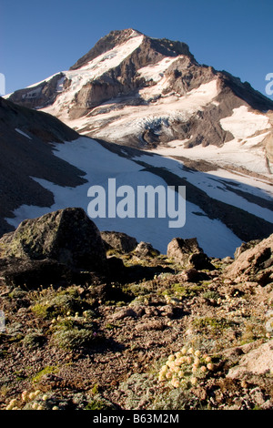 Mount Hood über alpine Wildblumen auf Barrett Sporn Mount Hood Wildnis Mount Hood National Forest Oregon Stockfoto