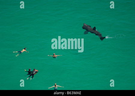 Riesenhaie mit Schwimmern - Johannes Gollop Stockfoto