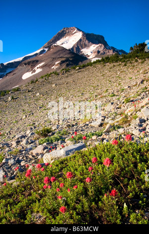 Mount Hood über einen Patch der Pinsel auf Barrett Sporn in der Mount Hood Wildnis Mount Hood National Forest Oregon Stockfoto