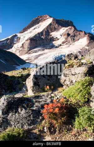 Mount Hood über Wilflowers auf Barrett Sporn Mount Hood Wildnis Mount Hood National Forest Oregon Stockfoto