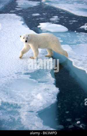 Eisbär auf Packeis Stockfoto