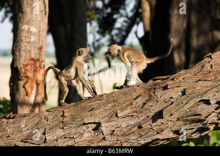 zwei junge Chacma Paviane spielen im Morgenlicht an einem gefallenen Baumstamm im Norden Botswanas Linyanti und Umgebung Stockfoto