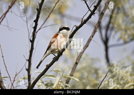 Neuntöter Männchen Rotrückenwürger Lanius Collurio Red Backed Shrike männlich Stockfoto