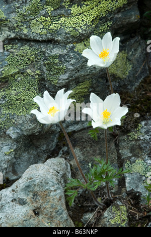 Alpine Küchenschelle (Pulsatilla Alpina, Anemone Alpina), Blüte Stockfoto