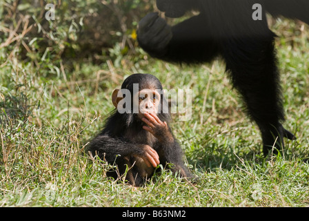 Neugeborenen gemeinsame Schimpanse, Pan Troglodytes, Laikipia Sweetwaters Privat RESERVE Kenia Afrika Stockfoto