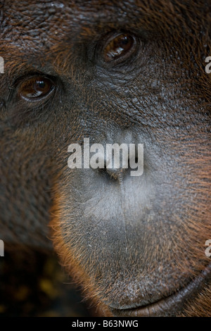 Flansch männlichen Bornean Orangutan [Pongo Pygmaeus] in Tanjung Puting NP Borneo Stockfoto