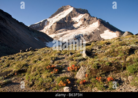 Mount Hood über alpine Pinsel auf Barrett Sporn Mount Hood Wildnis Mount Hood National Forest Oregon Stockfoto